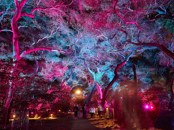 Forest trail of purple illuminated installations at night